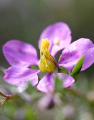 Fagonia cretica