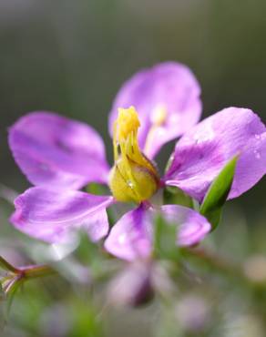 Fotografia 1 da espécie Fagonia cretica no Jardim Botânico UTAD