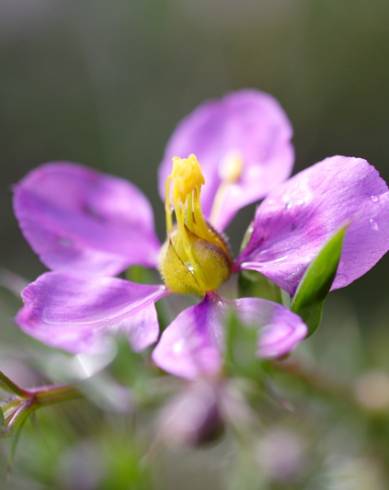 Fotografia de capa Fagonia cretica - do Jardim Botânico