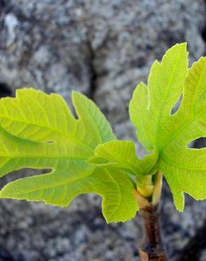 Fotografia 9 da espécie Ficus carica no Jardim Botânico UTAD