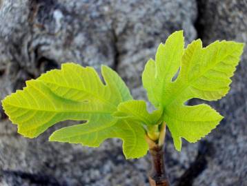 Fotografia da espécie Ficus carica