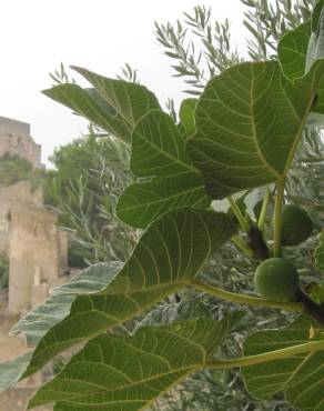 Fotografia 10 da espécie Ficus carica no Jardim Botânico UTAD