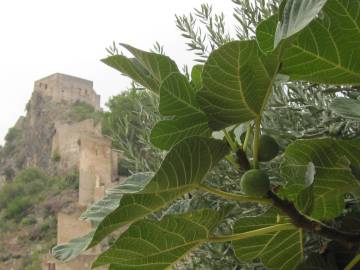 Fotografia da espécie Ficus carica