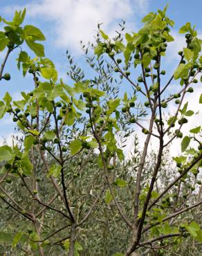 Fotografia 11 da espécie Ficus carica no Jardim Botânico UTAD