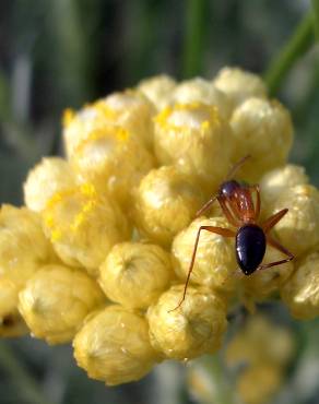 Fotografia 8 da espécie Helichrysum italicum subesp. picardi no Jardim Botânico UTAD