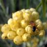 Fotografia 8 da espécie Helichrysum italicum subesp. picardi do Jardim Botânico UTAD