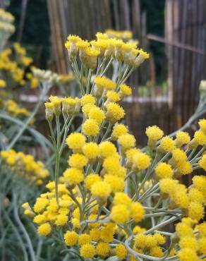 Fotografia 9 da espécie Helichrysum italicum subesp. picardi no Jardim Botânico UTAD