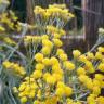 Fotografia 9 da espécie Helichrysum italicum subesp. picardi do Jardim Botânico UTAD