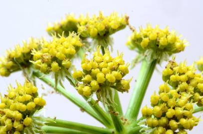 Fotografia da espécie Levisticum officinale