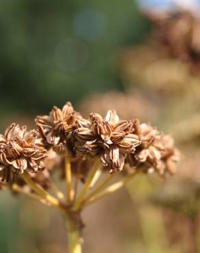 Fotografia 11 da espécie Levisticum officinale no Jardim Botânico UTAD