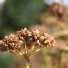 Fotografia 11 da espécie Levisticum officinale do Jardim Botânico UTAD