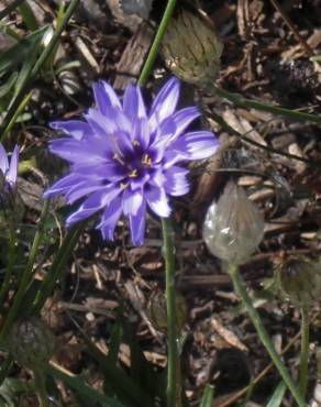 Fotografia 9 da espécie Catananche caerulea no Jardim Botânico UTAD