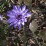 Fotografia 9 da espécie Catananche caerulea do Jardim Botânico UTAD