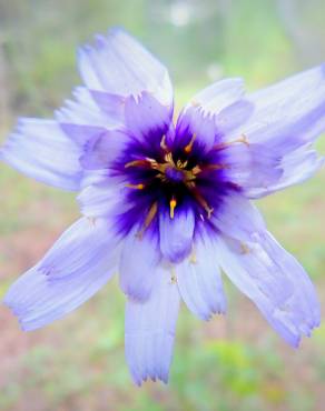 Fotografia 10 da espécie Catananche caerulea no Jardim Botânico UTAD