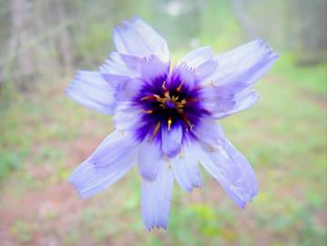 Fotografia da espécie Catananche caerulea