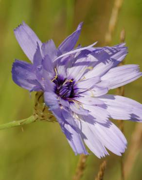 Fotografia 11 da espécie Catananche caerulea no Jardim Botânico UTAD