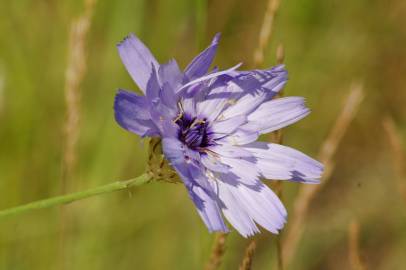 Fotografia da espécie Catananche caerulea