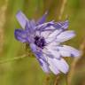 Fotografia 11 da espécie Catananche caerulea do Jardim Botânico UTAD