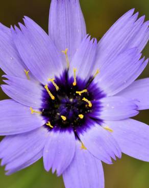 Fotografia 12 da espécie Catananche caerulea no Jardim Botânico UTAD