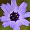 Fotografia 12 da espécie Catananche caerulea do Jardim Botânico UTAD