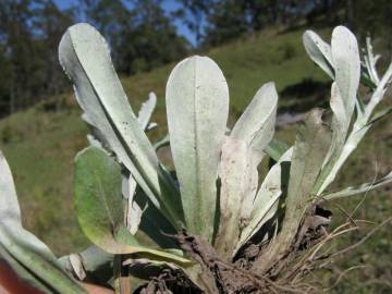 Fotografia da espécie Gnaphalium coarctatum