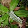 Fotografia 9 da espécie Gnaphalium coarctatum do Jardim Botânico UTAD