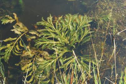 Fotografia da espécie Myriophyllum verticillatum