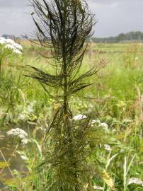 Fotografia da espécie Myriophyllum verticillatum