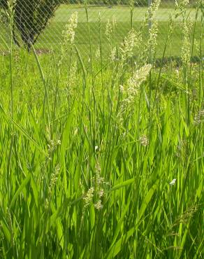 Fotografia 9 da espécie Phalaris arundinacea no Jardim Botânico UTAD