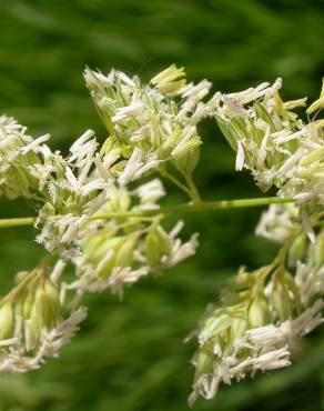 Fotografia 10 da espécie Phalaris arundinacea no Jardim Botânico UTAD