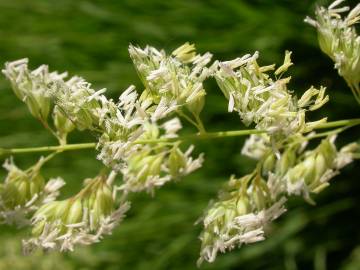 Fotografia da espécie Phalaris arundinacea