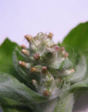 Fotografia 13 da espécie Gnaphalium pensylvanicum no Jardim Botânico UTAD