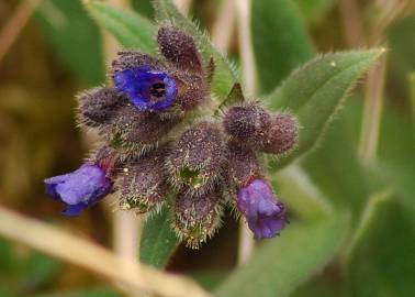 Fotografia da espécie Pulmonaria longifolia