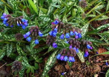 Fotografia da espécie Pulmonaria longifolia