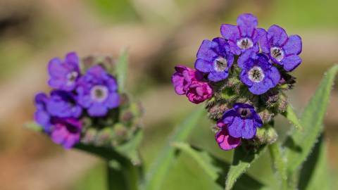 Fotografia da espécie Pulmonaria longifolia