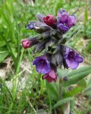 Fotografia da espécie Pulmonaria longifolia