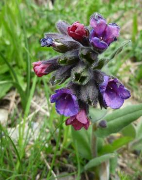 Fotografia 1 da espécie Pulmonaria longifolia no Jardim Botânico UTAD