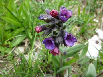 Fotografia da espécie Pulmonaria longifolia