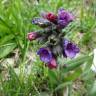 Fotografia 1 da espécie Pulmonaria longifolia do Jardim Botânico UTAD