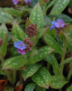 Fotografia 5 da espécie Pulmonaria longifolia no Jardim Botânico UTAD