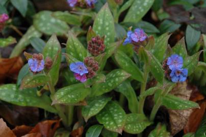 Fotografia da espécie Pulmonaria longifolia