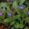 Fotografia 5 da espécie Pulmonaria longifolia do Jardim Botânico UTAD