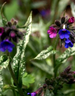 Fotografia 6 da espécie Pulmonaria longifolia no Jardim Botânico UTAD