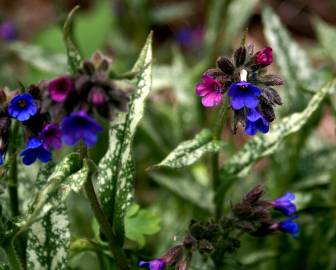 Fotografia da espécie Pulmonaria longifolia