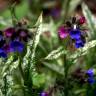 Fotografia 6 da espécie Pulmonaria longifolia do Jardim Botânico UTAD