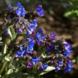 Fotografia da espécie Pulmonaria longifolia