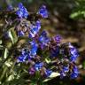 Fotografia 7 da espécie Pulmonaria longifolia do Jardim Botânico UTAD