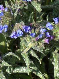 Fotografia da espécie Pulmonaria longifolia