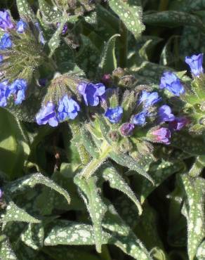 Fotografia 9 da espécie Pulmonaria longifolia no Jardim Botânico UTAD