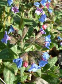 Fotografia da espécie Pulmonaria longifolia